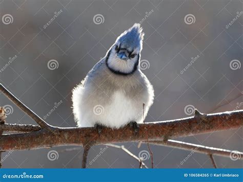 Blue jays during winter stock image. Image of beauty - 106584265