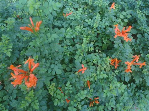 Plant World: Tecoma capensis