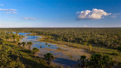 Cerrado, la savane brésilienne en danger - Greenpeace France