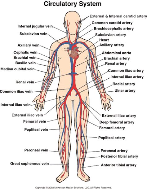 ENFERMERÍA - NURSING: THE CIRCULATORY SYSTEM, THE HEART AND THE BLOOD