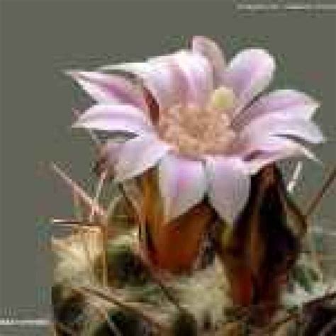 Fotoalbum - Alcune immagini di fiori di cactus (Fedeltà)