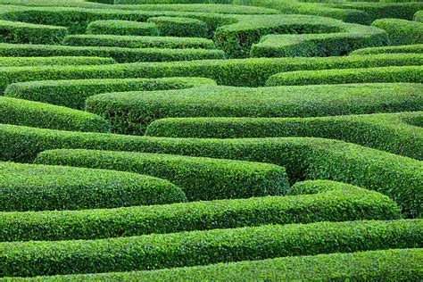 Plant Made Maze In Park Garden Photograph by Ngkaki - Fine Art America