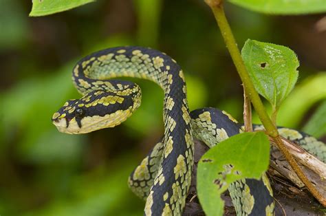 Green Pit Viper | Anfibios, Vertebrados, Lagartos