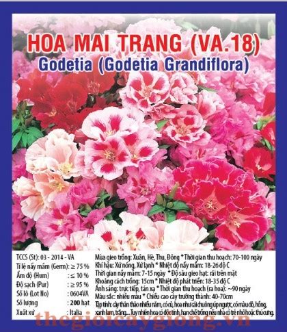 HOA MAI TRẮNG – Thế giới cây giống