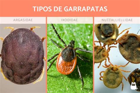 Tipos de garrapatas - Características y FOTOS