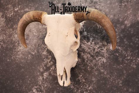 Hereford Bull taxidermy skull for sale SKU 1728 - All Taxidermy