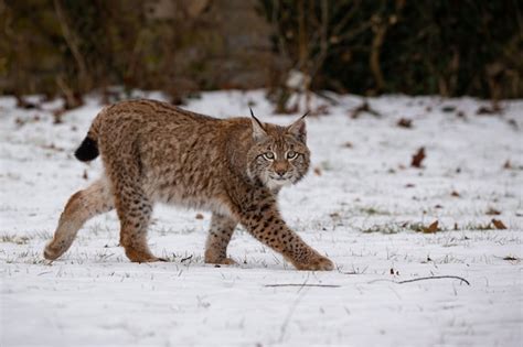 Premium Photo | Beautiful and endangered eurasian lynx in the nature ...