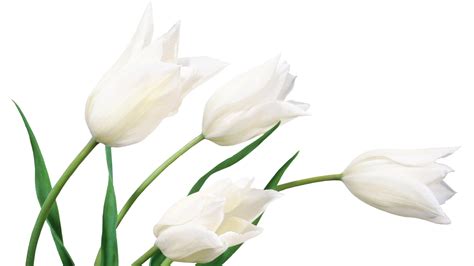 White Flowers - Wallpaper, High Definition, High Quality, Widescreen