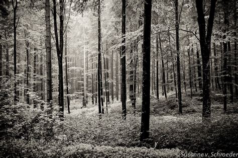 Black & White Photography, Forest Scenery, Rainy Summer Forest, Germany, Fine Art Print, Trees ...