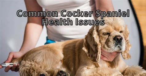 Common Cocker Spaniel Health Issues- How to Act