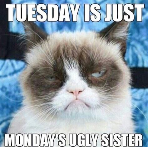 Terrible Tuesdays! | Funny | Grumpy cat humor, Grumpy cat quotes, Instagram funny