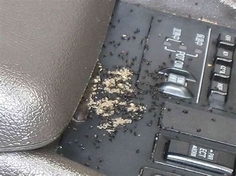 How to Get Rid of Ants In Car: Ways, Signs & Reasons