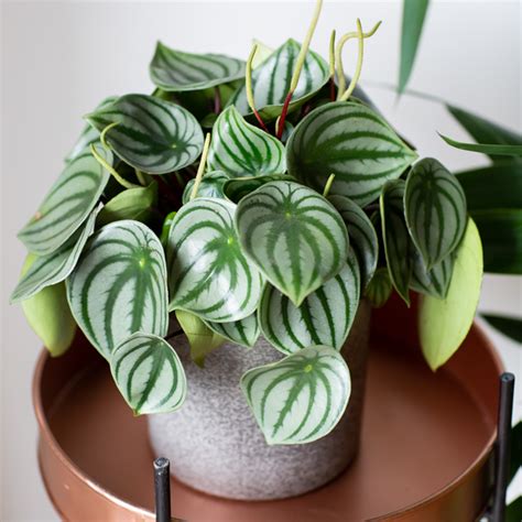 Watermelon Peperomia: How to Care For Peperomia Argyreia | The Little ...