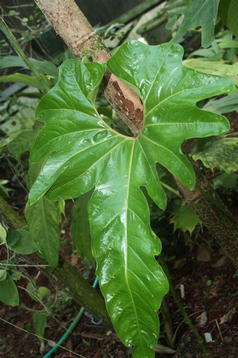 Anthurium cupulispathum - GARDEN GALLERIES - PalmTalk