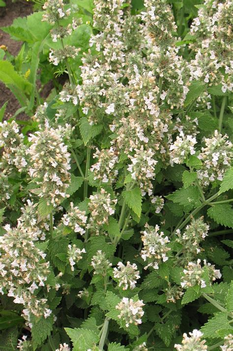 Nepeta cataria - Изображение особи - Плантариум