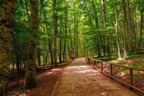 Umbra Forest - A natural spectacle in Puglia - ImaginApulia