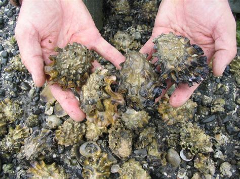 Underwater Cameras Capture the Value of Shellfish Habitat | NOAA Fisheries