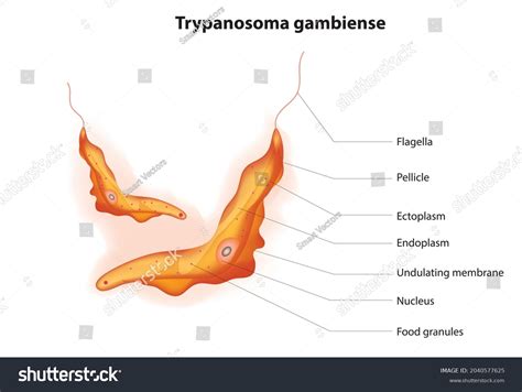 5 Kinetoplastids Images, Stock Photos & Vectors | Shutterstock