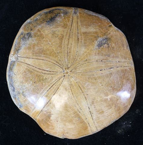 3.2" Polished Fossil Sand Dollar (Mepygurus) - Jurassic For Sale ...