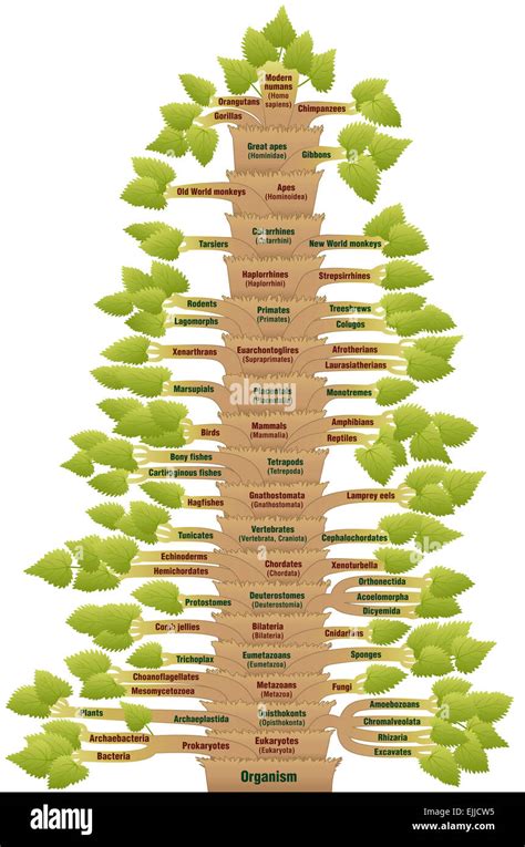 Human Evolution Tree