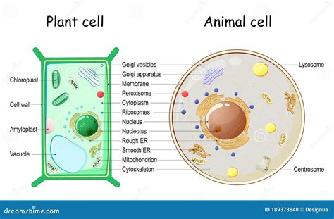 Plant Cell And Animal Cell Model