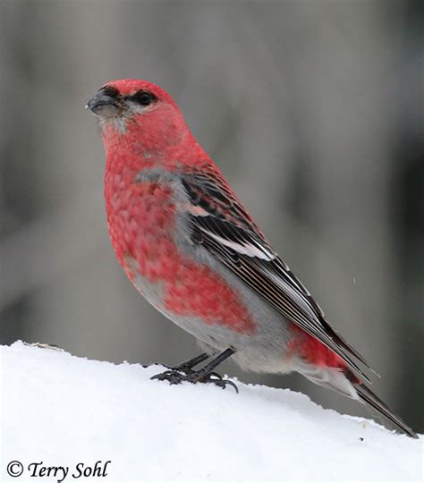 Pine Grosbeak - South Dakota Birds and Birding