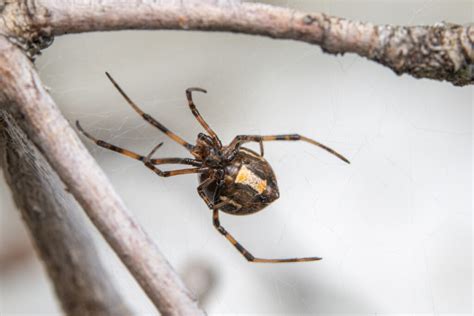 Male Brown Widow Spider Facts