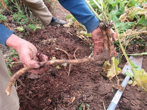 Preparing Fresh Horseradish Root - KoruKai Blog