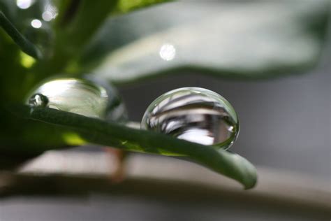 Free rain drops on plants 1 Stock Photo - FreeImages.com