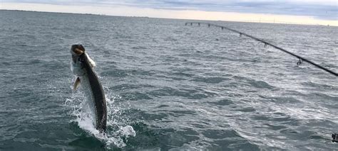 Jumping Tarpon | Captain Jason Stock - Fishing Charters