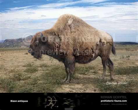 Bison antiquus (Ancient bison) | Extinct animals, Prehistoric wildlife ...