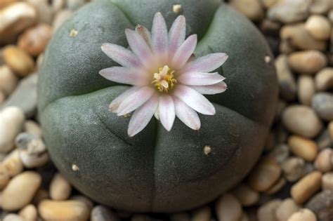 What Is Peyote? Everything You Need to Know About Mescaline Cactus | Psychedelic Spotlight