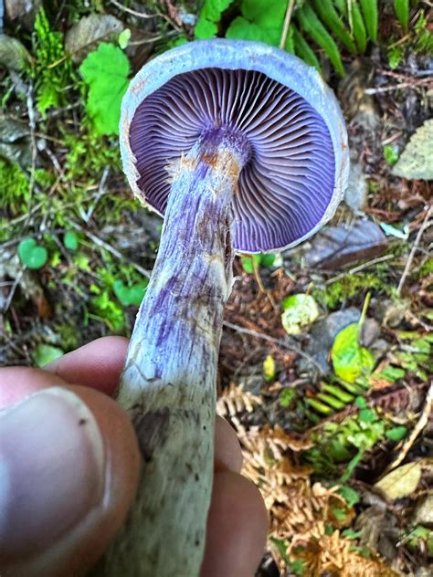 Beautiful purple mushroom. Is this a Blewit? : r/mushroomID