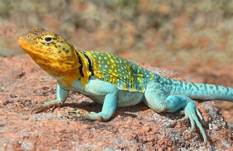 Eastern Collared Lizard (Crotaphytus collaris) Care Guide - Reptile Cymru