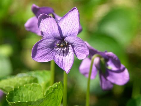 Alaskan Wildflowers