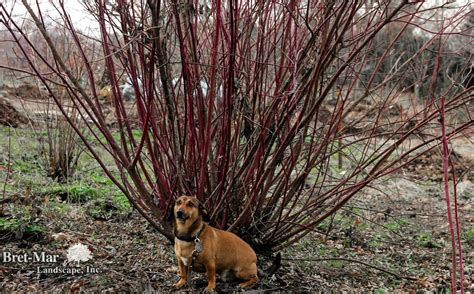 Red Twig Dogwood | Red twig dogwood, Dogwood, Landscape design