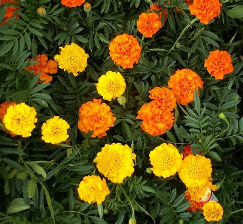 African Marigold Crackerjack (Tagetes erecta) | Applewood Seed Co.