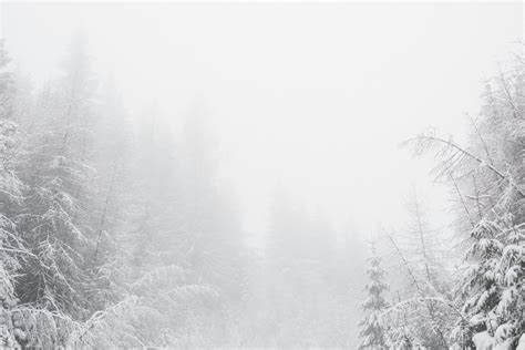 Snowy Forest Photos, Download The BEST Free Snowy Forest Stock Photos ...