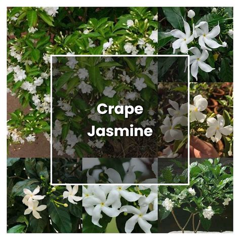 How to Grow Crape Jasmine - Plant Care & Tips | NorwichGardener