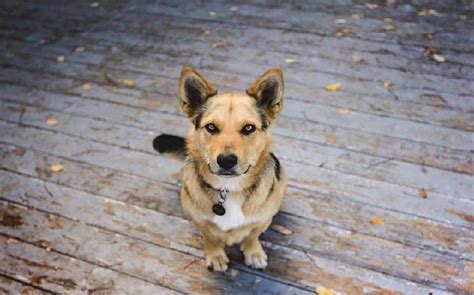 German Shepherd Corgi Mix (Corgi Shepherd)– Behavior, Trainability ...