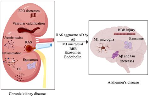 JCM | Free Full-Text | Pathogenesis of Chronic Kidney Disease Is Closely Bound up with Alzheimer ...