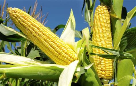 Maize Cultivation Information Guide | Asia Farming