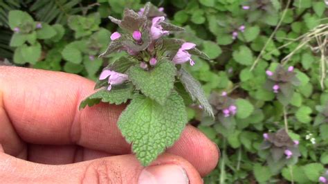 Purple Dead Nettle (Lamium purpureum) Edible Wild Plants. - YouTube