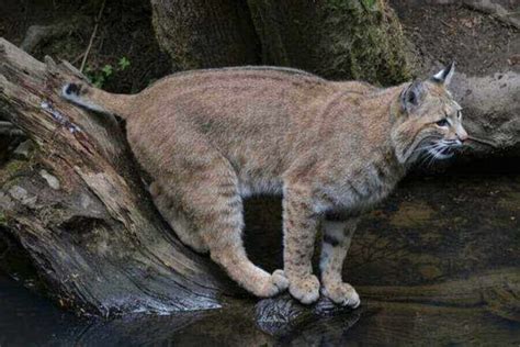 Bobcat (Lynx Rufus): Animal Facts, Pictures, & More