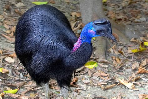 Cassowary | San Diego Zoo Animals & Plants