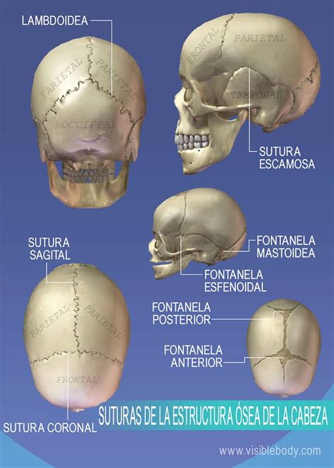 Aprenda anatomía del esqueleto | Esqueleto axial