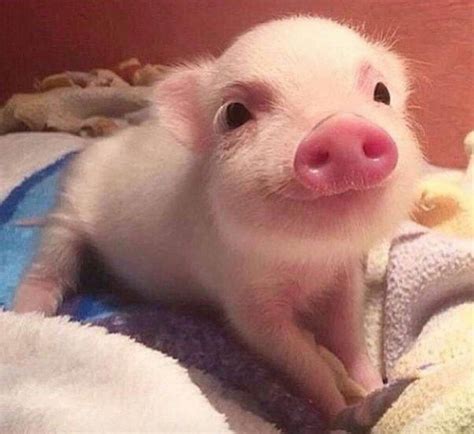 Pin by Mia Staud on Adorable pigs (With images) | Cute baby animals, Cute piglets, Cute animals