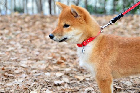 Cute and Creative Female Shiba Inu Names | PetHelpful