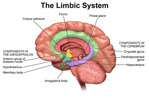 Fornix | Structure, Function, Connections, Role & Summary