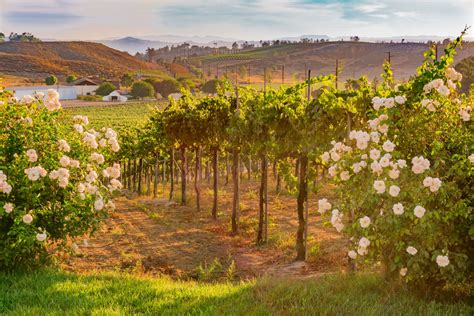 The 8 Best Temecula Wine Tours of 2020